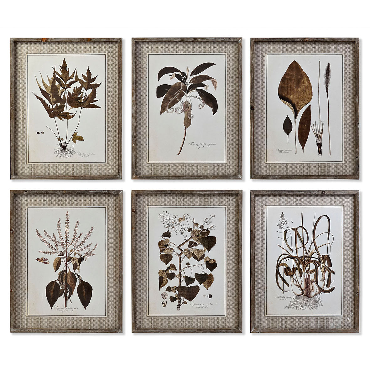 Colección Seis Cuadros Botánicos Tonos Marrones