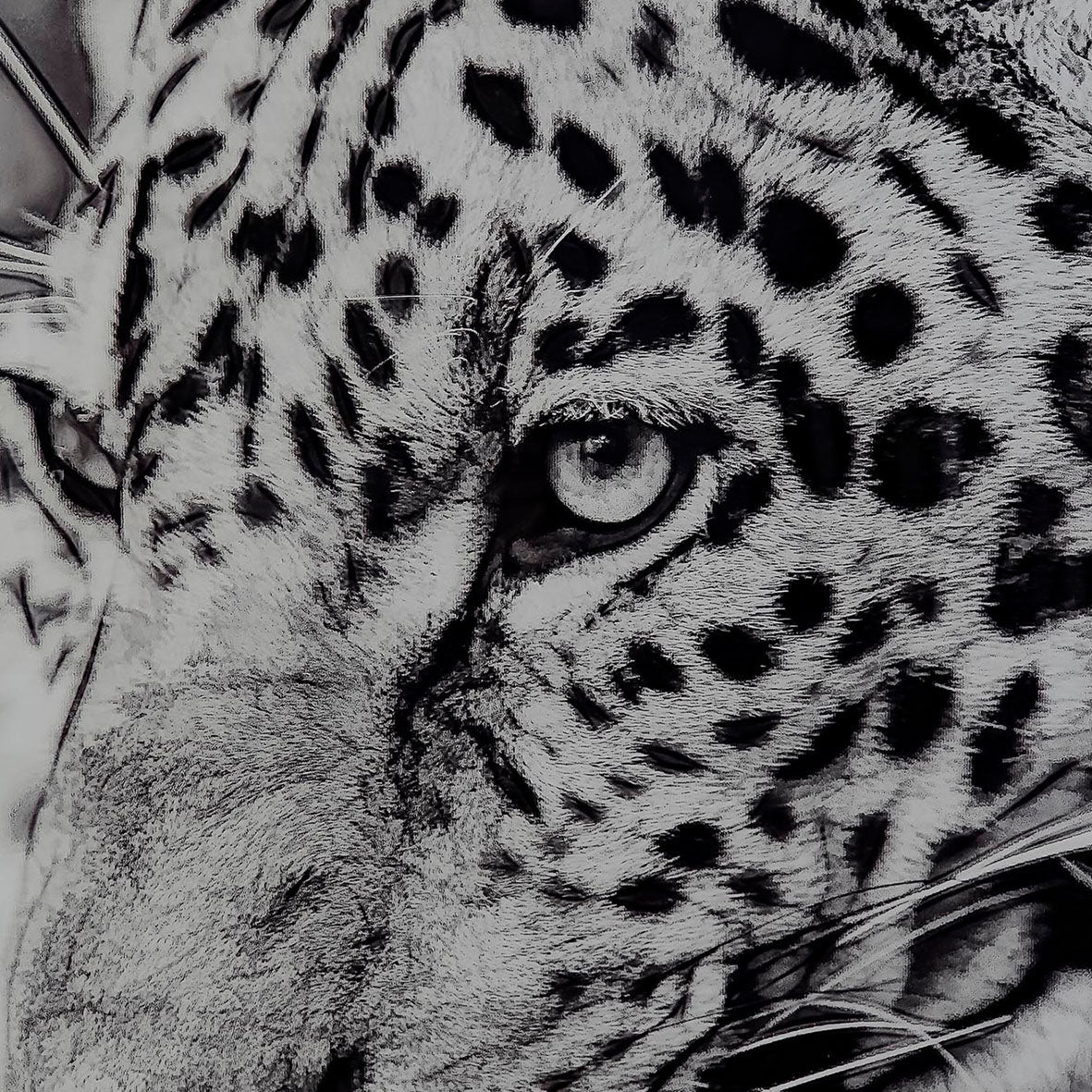 Cuadro Leopardo Blanco y Negro