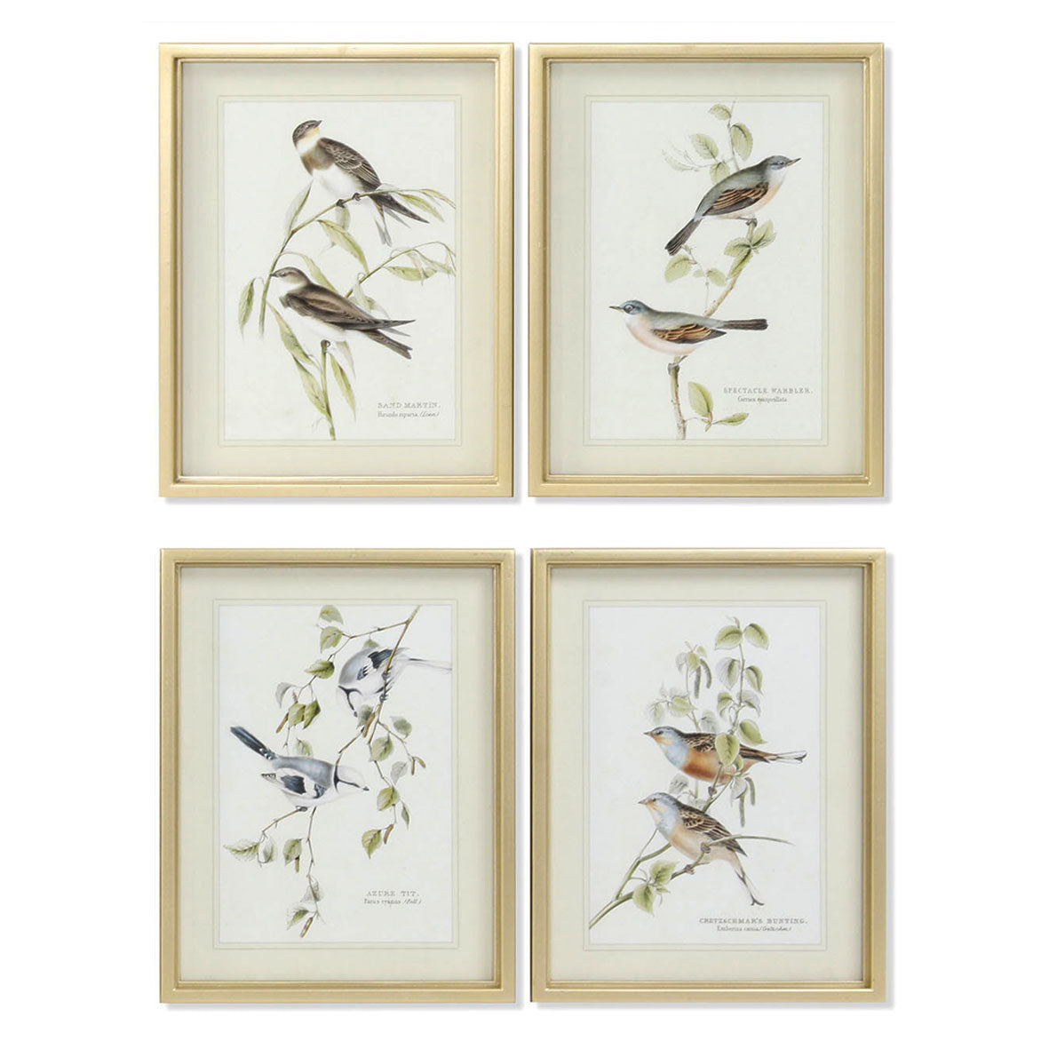 Colección Cuadros Pájaros Marco Dorado